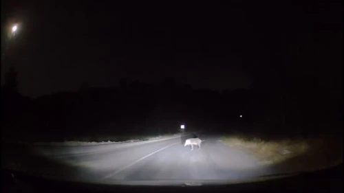 Kahramanmaraş'ta Yaban Domuzu Şehir Merkezinde Görüldü, Vatandaşlar Endişeli!