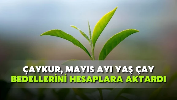 Üreticilere yaş çay ödemeleri yarın banka ve ATM'lerden çekilebilecek