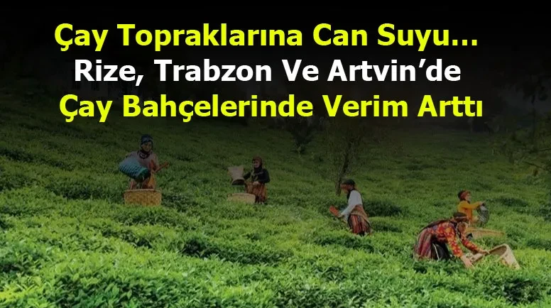Çay Topraklarına Can Suyu… Rize, Trabzon Ve Artvin’de Çay Bahçelerinde Verim Arttı