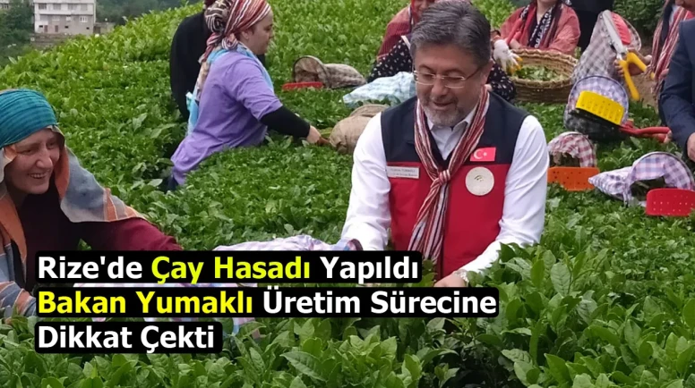 Rize'de Çay Hasadı Yapıldı: Bakan Yumaklı Üretim Sürecine Dikkat Çekti