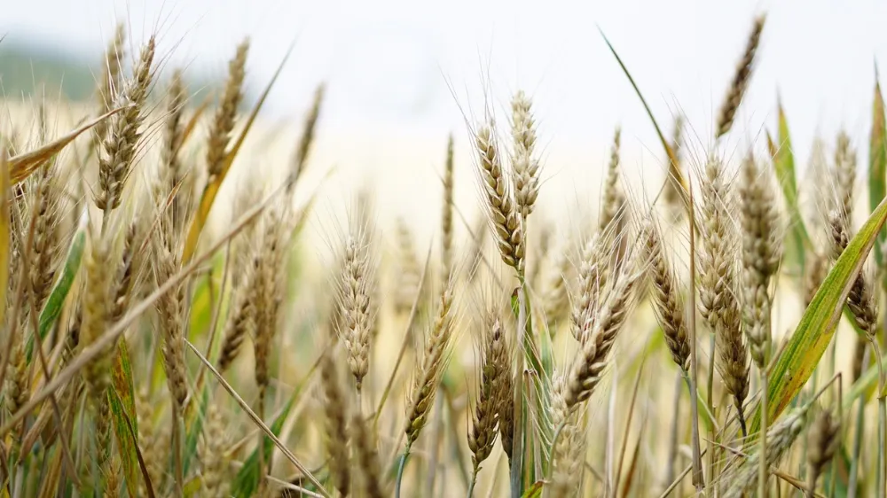 TOBB güncel buğday ve arpa alım fiyatları açıklandı! Buğday ve arpa alımında dalgalı grafikler