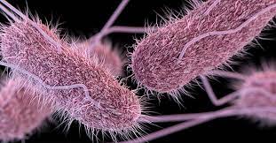 Salmonella Bakterisi Tehlike Saçıyor!
