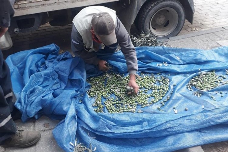 Bursa Orhangazi’de zeytinler ihtiyaç sahipleri için toplanıyor