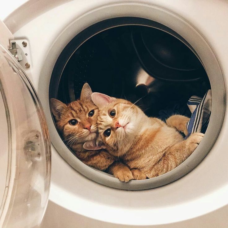 Kediler yıkanmalı mı? Kediler nasıl yıkanır? Kedileri yıkamak zararlı mı?