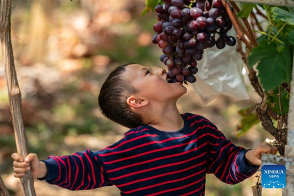 Araştırmacılar, sofralık ve şaraplık üzümün ortaya çıktığı tarihi buldu