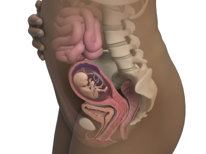 Anne Karnında 16 Haftalık Bebek Gelişimi: Duyu organları gelişiyor