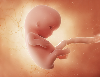 Anne Karnında 7. Haftalık Bebek Gelişimi: Organlar Şekillenmeye Başlıyor