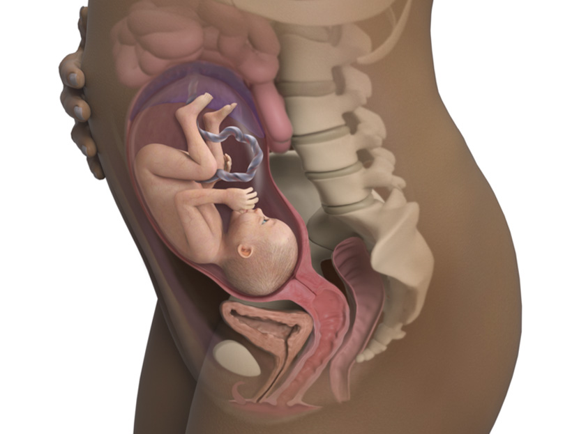 Anne Karnındaki 27 Haftalık Bebek Gelişimi: Bebeğin Organları ve Refleksleri Gelişiyor