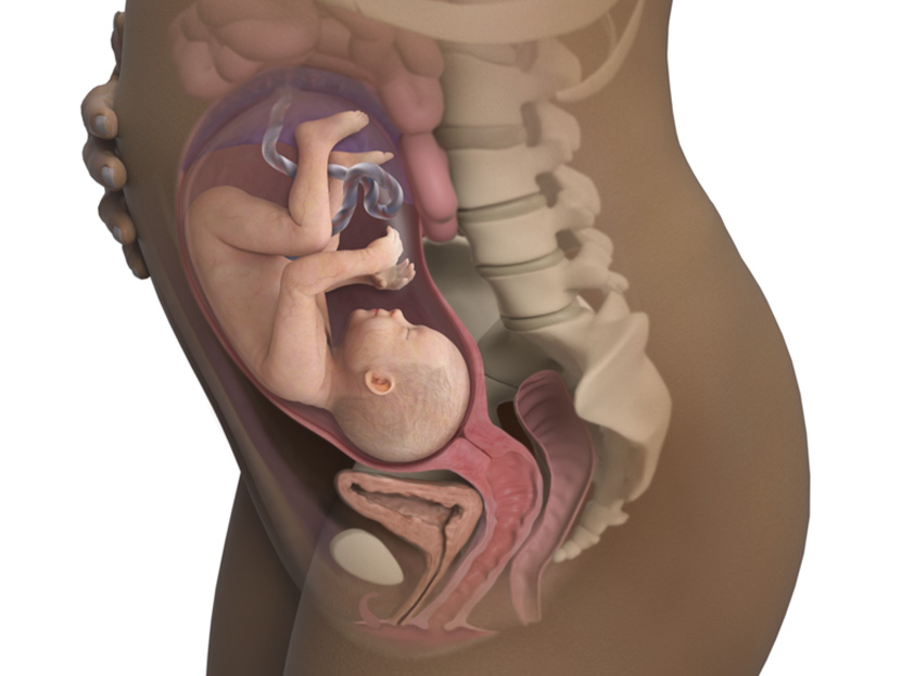 Anne Karnındaki 29 Haftalık Bebek Gelişimi: Fetal Dolaşım Sistemi ve Diğer Gelişim Aşamaları