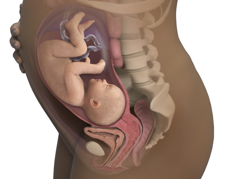 Anne Karnındaki 33 Haftalık Bebek Gelişimi: Fetal Aşamada Son Dönem