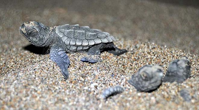 Deniz Kaplumbağaları için Endişe Verici Rapor: 30 Yılda 1 Milyondan Fazla Kaplumbağa Kaçırıldı