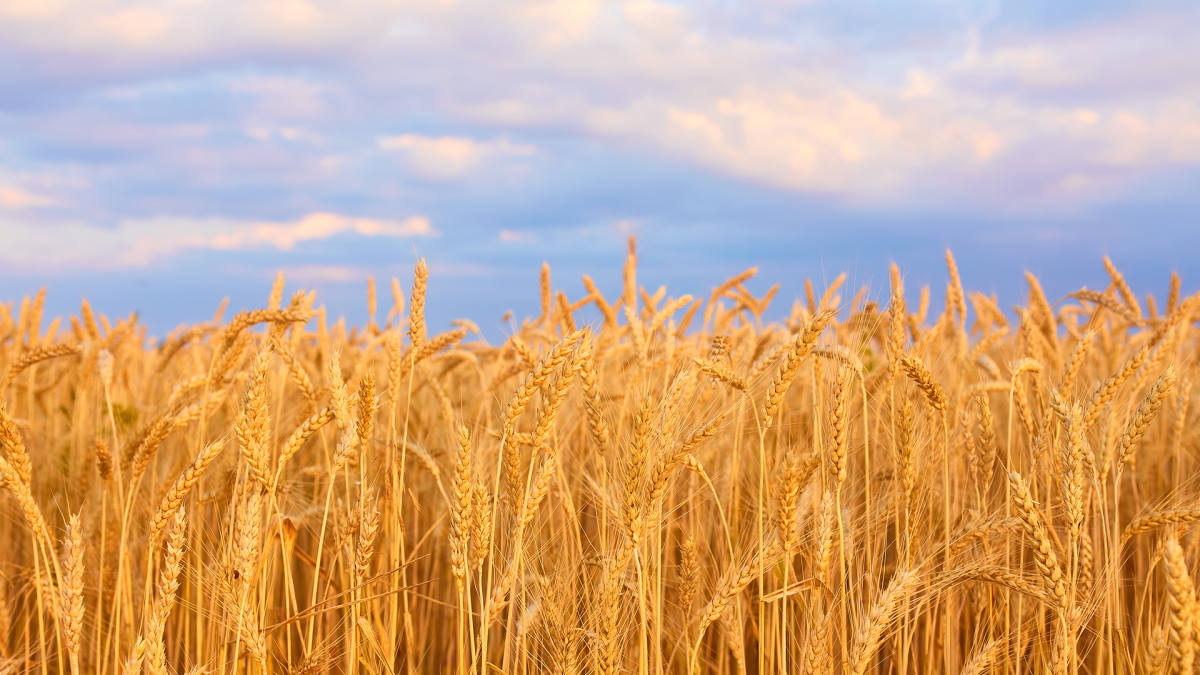 Taban fiyat ve tarımsal destekler artırıldı, buğday vergisi yüzde 130