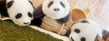 Panda Store: Çin