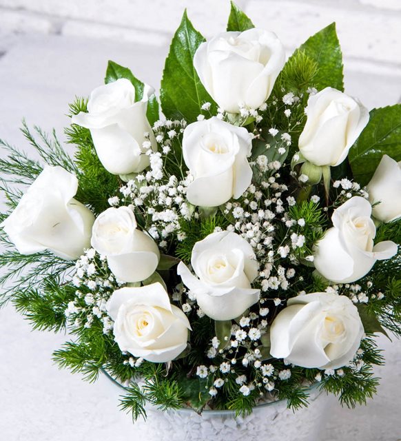 Beyaz Güllerin Anlamı: Safiyet, Masumiyet ve Duygusal Bağların Sembolü