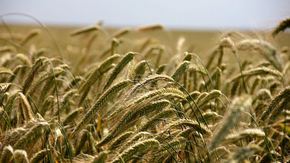 Buğday ve arpa fiyatlarında dengeler değişiyor! TOBB buğday ve arpa fiyatlarında son durum