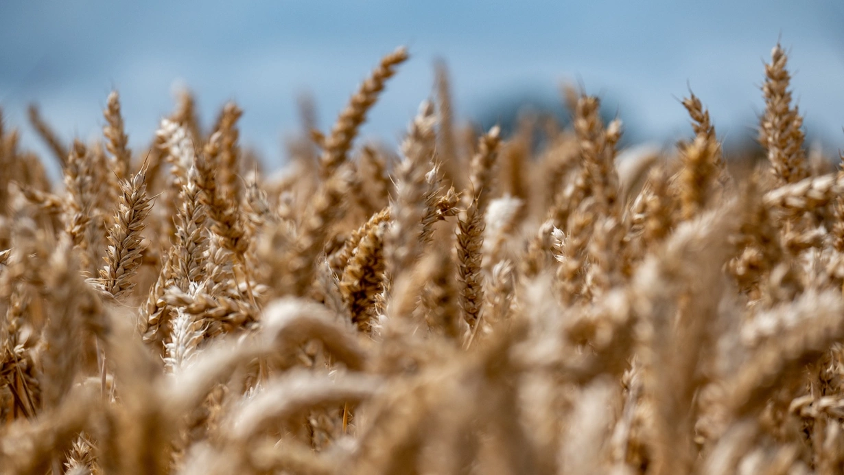 Haziran buğday ve arpa fiyatları ne kadar oldu? TOBB güncel 1 Haziran 2023 buğday ve arpa fiyatları