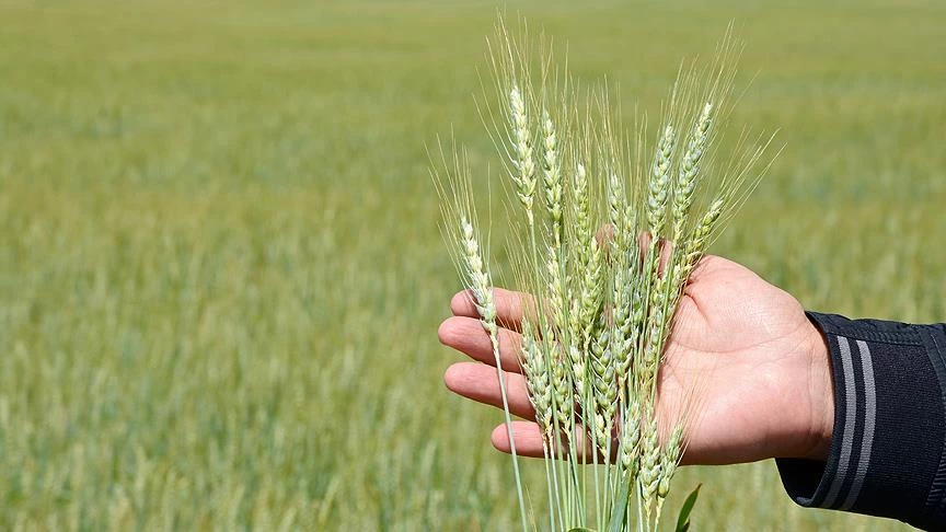 Buğday Üreticileri, Pas Hastalığına Karşı Önlem Almaya Çağrılıyor