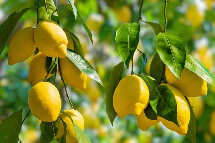 Dondurulmuş Limonun Faydaları ve Kullanımı: Bağışıklığı Güçlendirir, Kilo Vermeyi Kolaylaştırır, Cildi Yeniler ve Daha Fazlası
