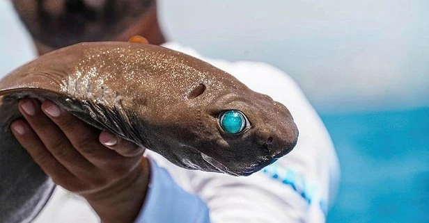 Antalya Açıklarında Şaşırtıcı Bir Keşif: Işık Saçan Köpek Balığı