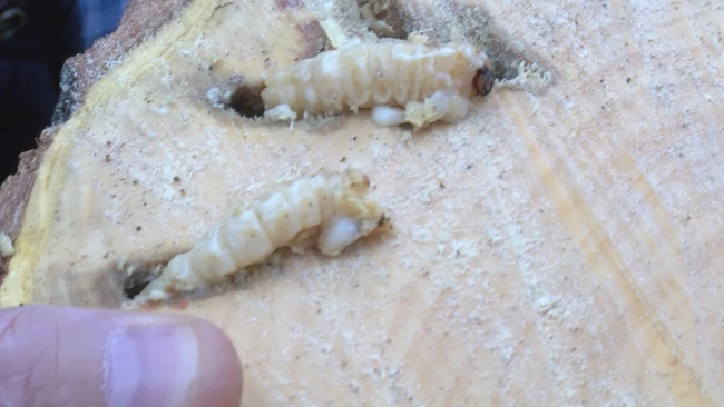 Turunçgil Uzun Antenli Teke Böceği: Popülasyon Dengesi ve Mücadele Çalışmaları