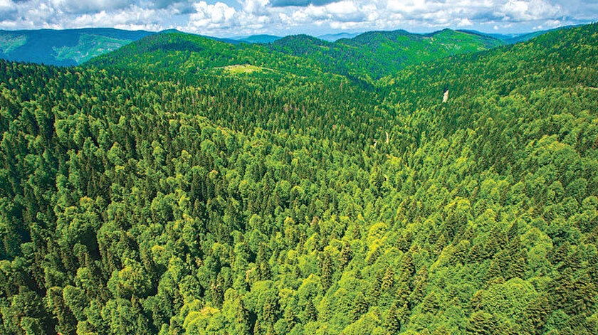 Edirne Valiliği, Ormanlara Girişleri Geçici Olarak Yasakladı